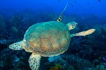 Eco Dive Barbados Eco Dive Barbados