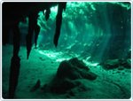 the dive shop mexico