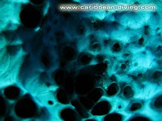 Blenny on sponge Roatan 