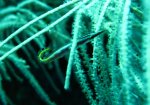 Arrow Blenny