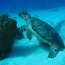 Turtle Feeding on Sponge in Roatan