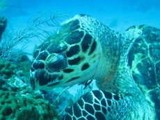 Turtle Feeding on Sponge in Roatan