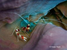 Underwater Photos by Katja Hock
