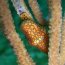 Underwater Photos by Katja Hock Underwater Photos by Katja Hock