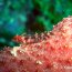 Underwater Photos by Katja Hock Underwater Photos by Katja Hock
