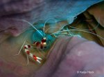Underwater Photos by Katja Hock