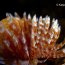 Diving Roatan