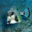 Diving Roatan