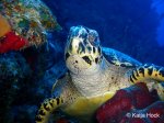 Diving Roatan