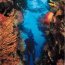 Dive center Guadeloupe