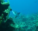 Ocean Trigger Fish