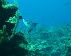 Ocean Trigger Fish