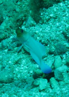 Jaw Fish - Roatan