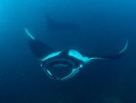 Diving Safaris Costa Rica