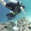 The Dive Bus
