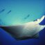 Manta Lodge and Tobago Dive Experience