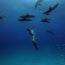 Bill & Nowdla Keefe's Bimini Undersea