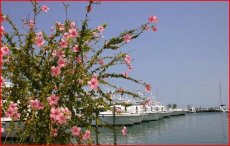 Timeless Destination in the Bahamas - Abaco Beach Resort