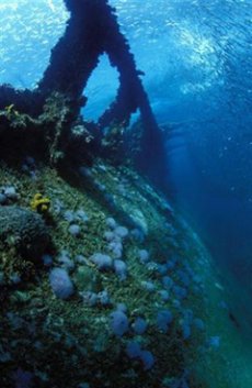 One of the best sive sites in the Caribbean : Antilla Wreck