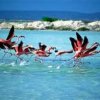 Bonaire's Island Guide--A Dutch Welcome Bonaire's Island Guide--A Dutch Welcome