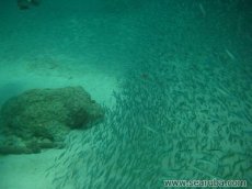 S E ARUBA FLY 'N DIVE S E ARUBA FLY 'N DIVE