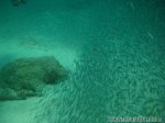 S E ARUBA FLY 'N DIVE S E ARUBA FLY 'N DIVE