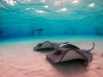 ocean frontiers ocean frontiers