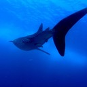 Whale Shark Behind