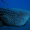 Whale Shark Above