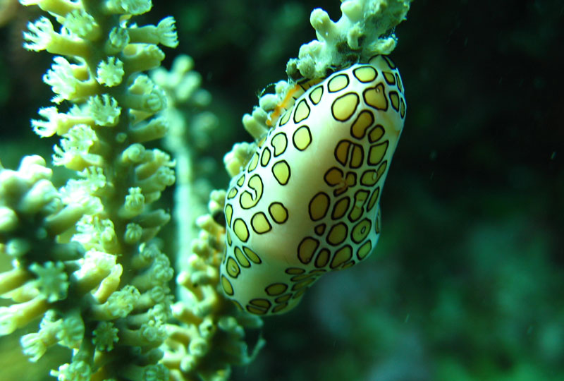Caribbean Scuba Diving