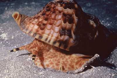 Antigua Sea Snail