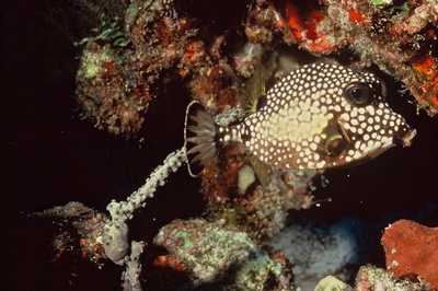 Trunk Fish Antigua