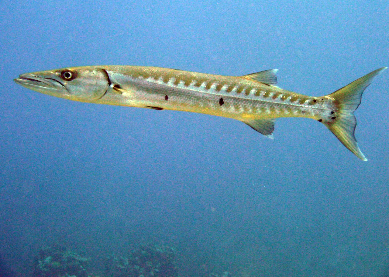 barracuda 329561 1280