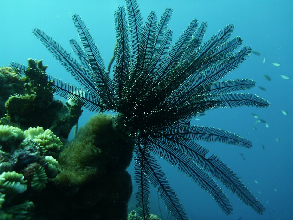 caribbean-diving-crinoid