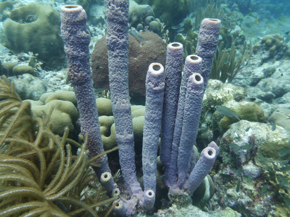 caribbean-diving-tube-sponge