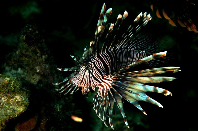 caribbean lionfish