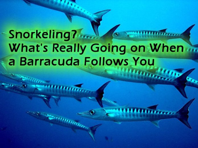 Barracuda-following-me