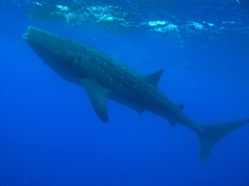 Utila Whaleshark