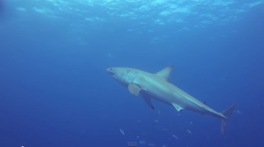 Slightly Amazing This - Florida Great White Shark Key Largo