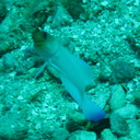 https://caribbean-diving.com/images/groupphotos/1/1/thumb_e075601dd1ee97c1c62a0033.jpg