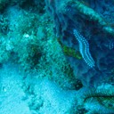 My St Lucia Diving Pictures