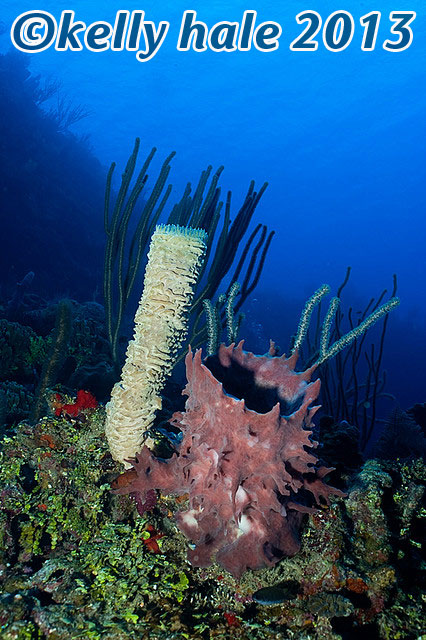 roatan reef