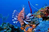 Caribbean Diving Lionfish