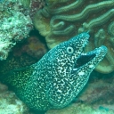spotted-morey-caribbean-diving