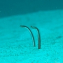 sand-eels-caribbean-barbados