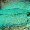 peacock-flounder-caribbean-barbados