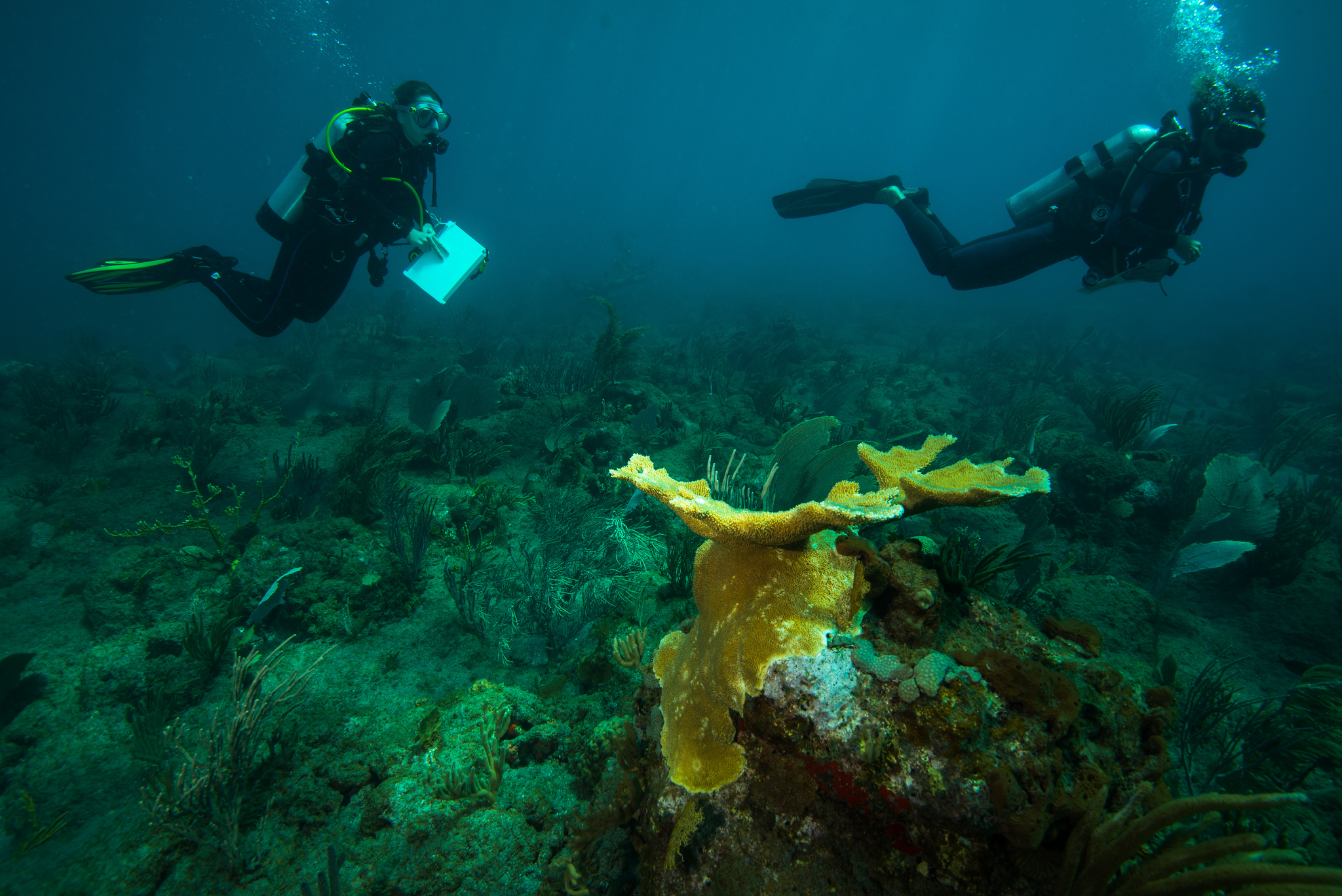 eustatius scuba diving