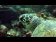 Barbados Sea Turtle Conservation Project
