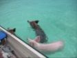 Swimming Pigs in the crystal clear sea of the Bahamas