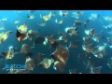 Diego swims with a thousand mobula rays off La Paz